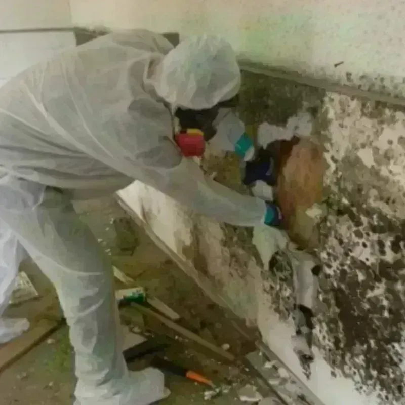 Mold Remediation and Removal in South Sioux City, NE